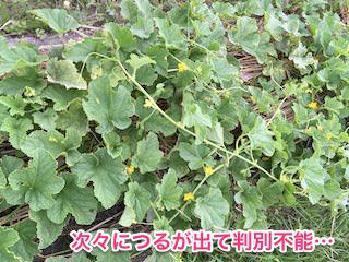 ツルの茂ったマクワウリ