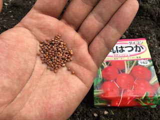 ラディッシュの種
