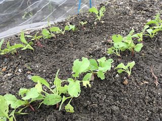 ラディッシュの間引き
