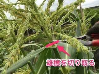 トウモロコシの人工授粉用に雄穂を切り取る
