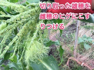 トウモロコシの人工授粉