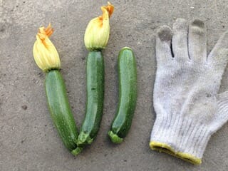 花ズッキーニの収穫