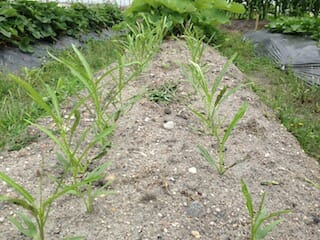 直播きした空芯菜の間引き