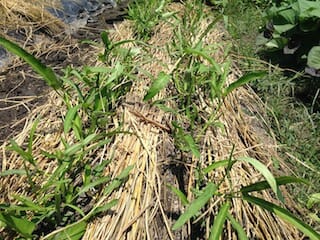クウシンサイに敷きワラマルチ