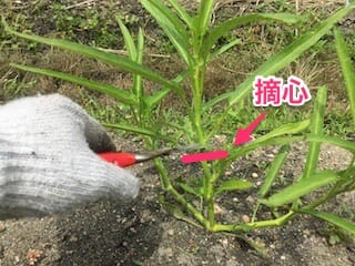 クウシンサイの摘心