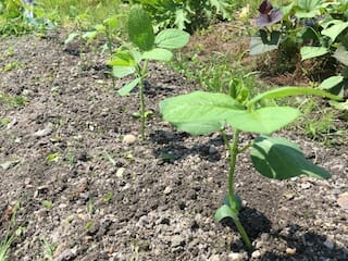 エダマメ苗の間引き