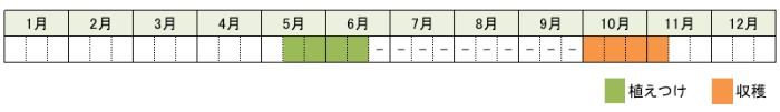サツマイモの栽培時期・栽培スケジュール