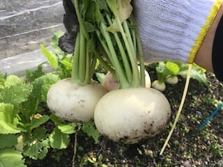 カブ(蕪)の収穫