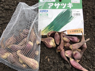 アサツキ(浅葱)の種球を1球ずつに分ける