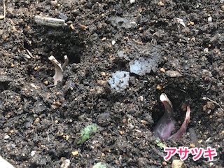 アサツキ(浅葱)の種球を植え付け