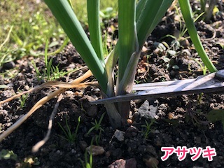 アサツキ(浅葱)の葉を切って収穫