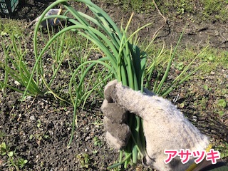 収穫したアサツキ(浅葱)