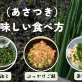 浅葱（あさつき）の美味しい食べ方レシピ