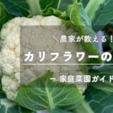 カリフラワーの育て方・栽培のコツ -家庭菜園ガイド-