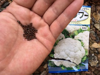 カリフラワーの種まき