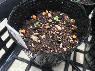 カリフラワーの発芽