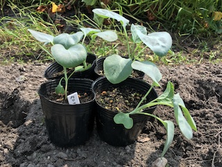 定植期のカリフラワーの苗