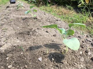 カリフラワーの植え付け