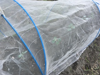 カリフラワーに防虫ネット