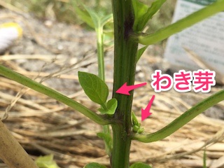 ピーマン・パプリカのわき芽は摘み取る