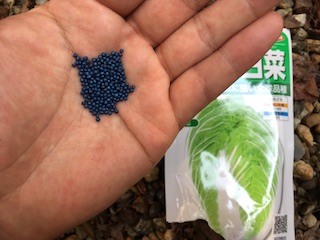 白菜の種