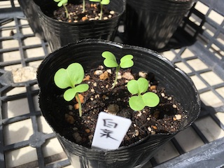 白菜が発芽して双葉が開く