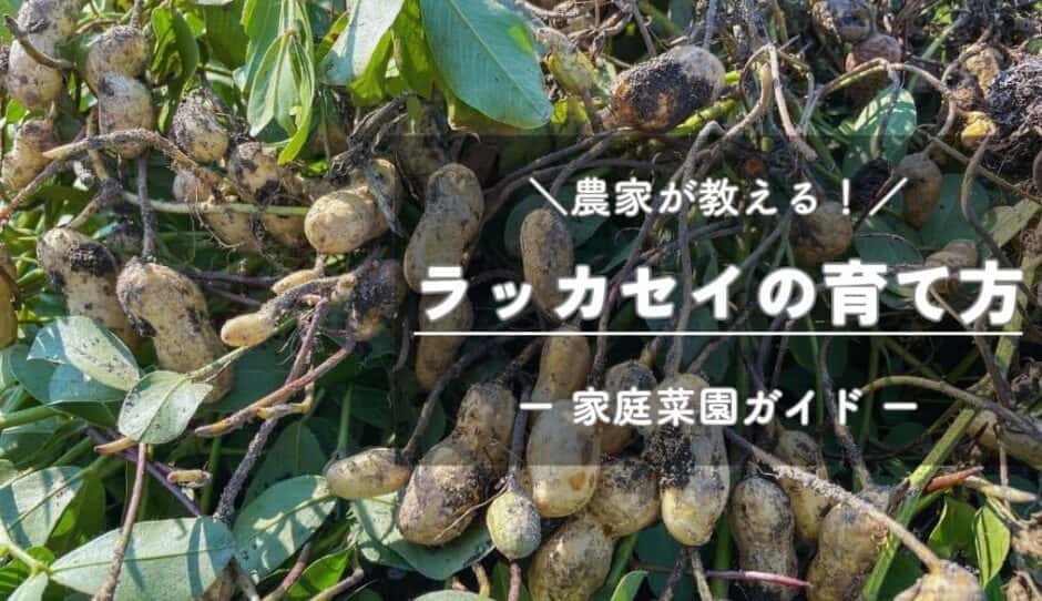 ラッカセイ（落花生）の育て方・栽培のコツ -家庭菜園ガイド-