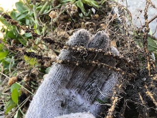 ラッカセイ(落花生)の根に付いている根粒菌