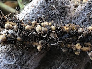 【拡大】ラッカセイ(落花生)の根に付いている根粒菌