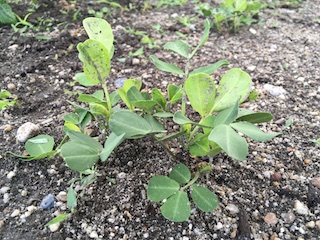 ラッカセイ(落花生)の発芽