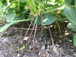 ラッカセイ(落花生)の子房柄が伸びて土に潜る