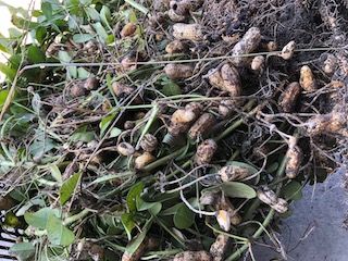 収穫したラッカセイ(落花生)