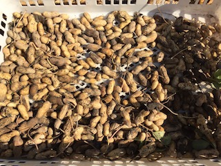 収穫したラッカセイ(落花生)を天日干し
