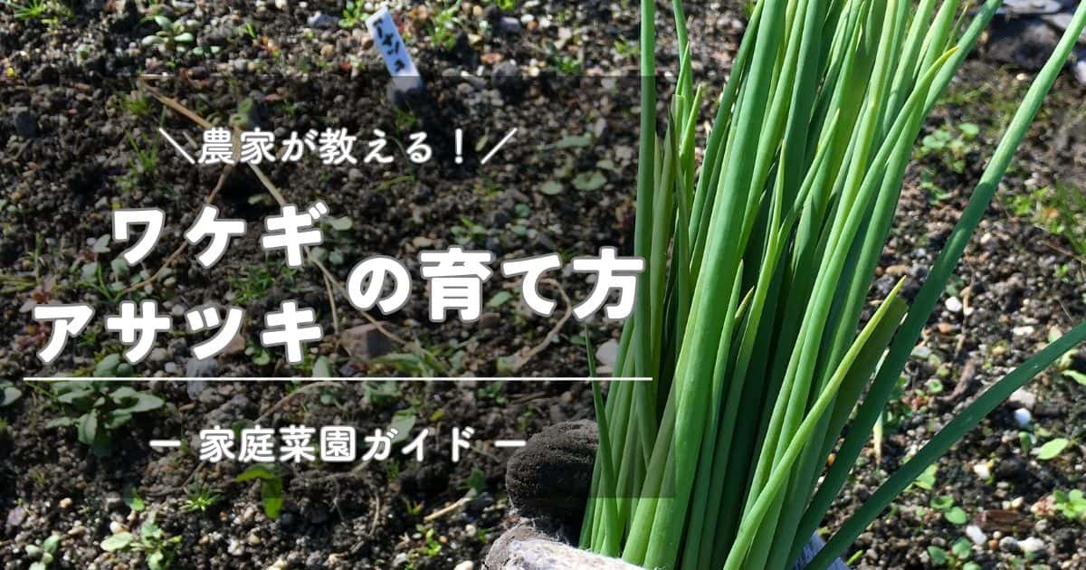 ワケギ（分葱）・アサツキ（浅葱）の育て方と栽培のコツ | やまむファーム