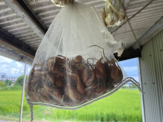掘り起こしたワケギの種球を乾燥・保管