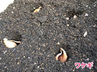 ワケギ(分葱)の種球を植え付け