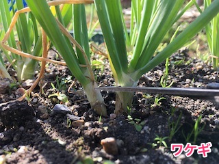 ワケギ(分葱)の葉を切って収穫