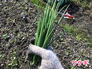 収穫したワケギ(分葱)