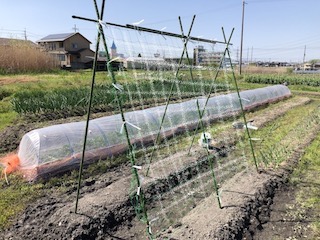合掌型支柱にネットを張る
