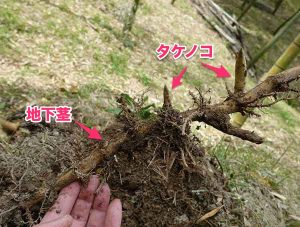 タケノコの掘り方（図解と動画付き） | やまむファーム