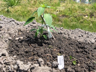 畑に定植した苗に仮支柱