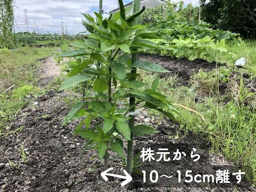 株元から少し離して支柱を挿す