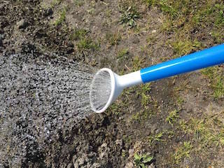 畑に水やり