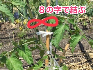支柱と茎の結び方