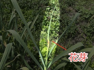 ニンニクの花芽