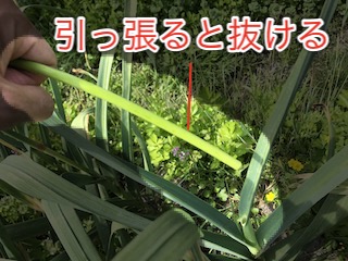 摘み取った花芽はニンニクの芽として食べられる