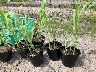 植付け適期のトウモロコシの苗