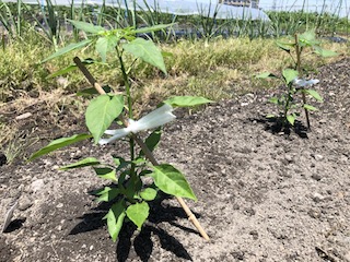 畑に定植した苗に仮支柱