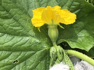マクワウリの雌花