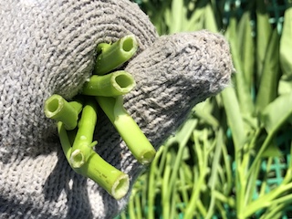 空芯菜の茎は空洞になっている